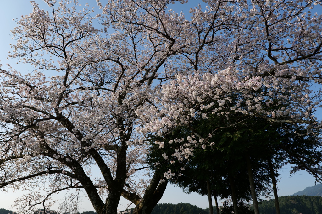 一本桜