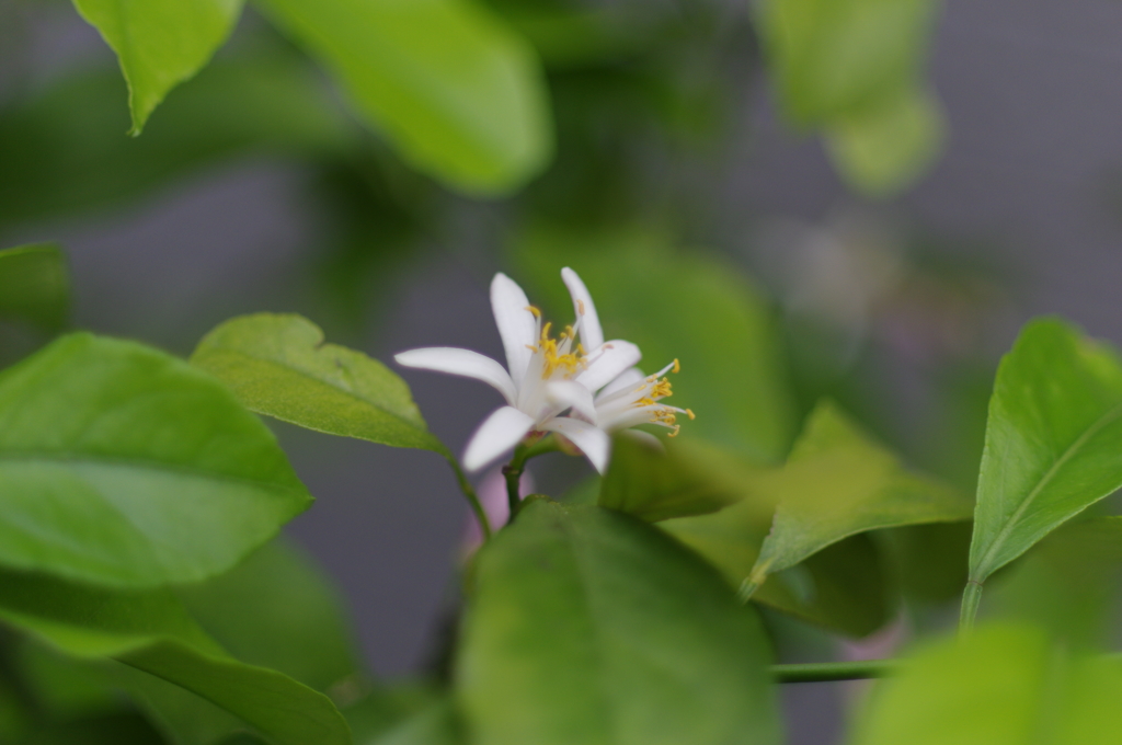 レモンの花