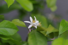 レモンの花