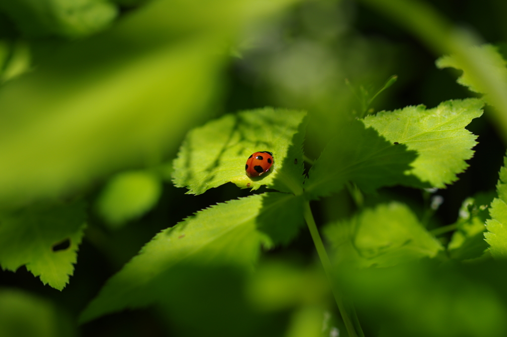 Ladybird