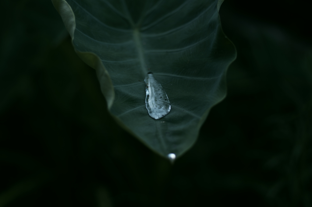 朝の雫