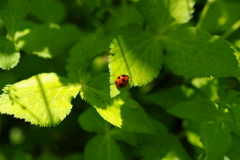 Ladybird