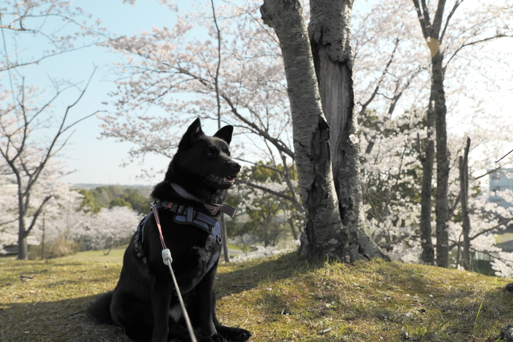 桜とワンコ