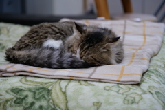 眠り猫