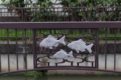 ニゴロブナかな？