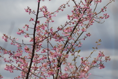 梅