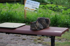 地域猫