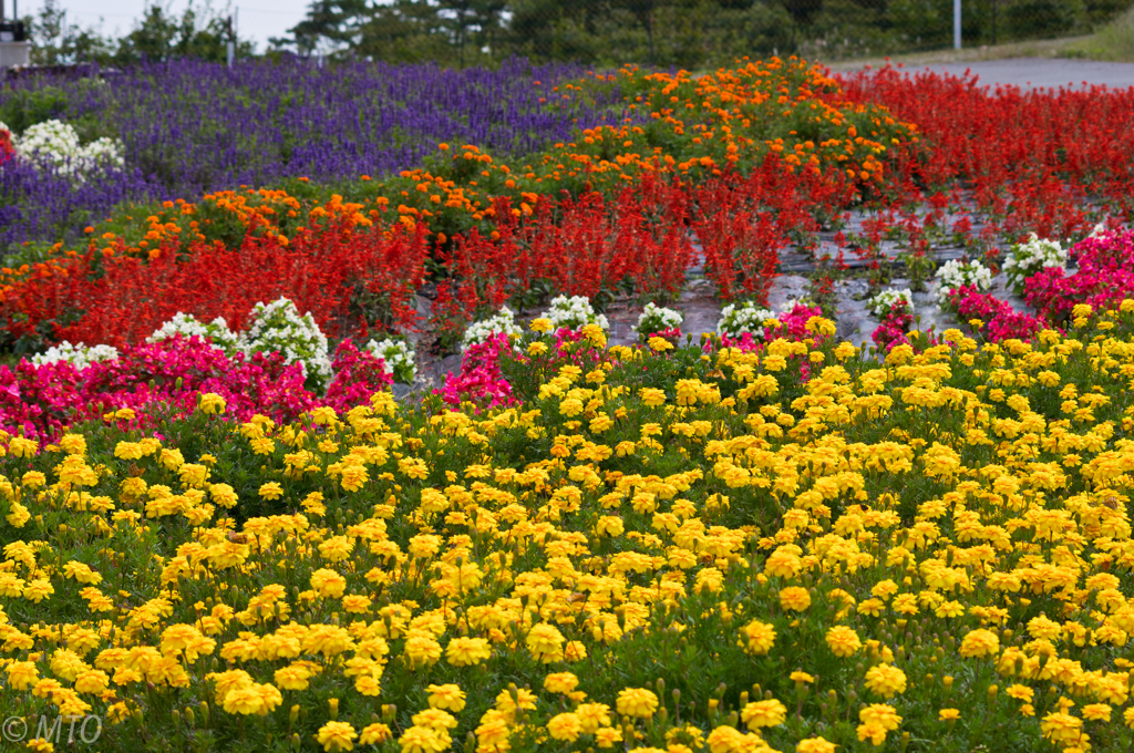 箱館山　お花畑