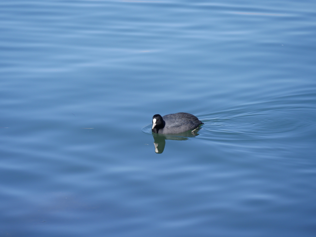 鳰