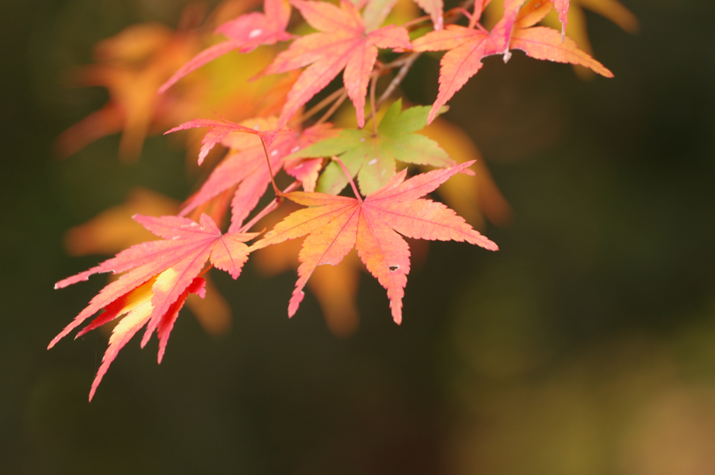 紅葉狩り