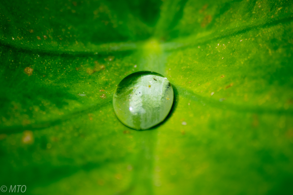 サトイモ葉っぱの雫