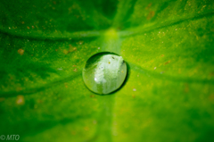 サトイモ葉っぱの雫