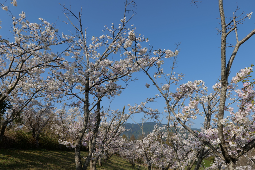 桜の畑