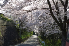 桜並木