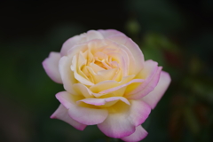 黄色ピンク薔薇