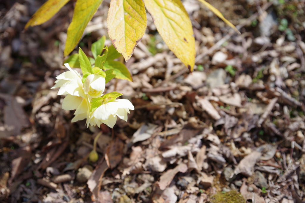 なんの花だろう