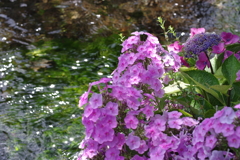 あじさいと梅花藻