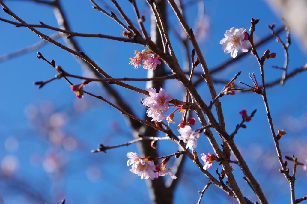 寒桜？