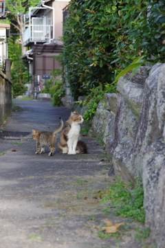 路地から突然現れた