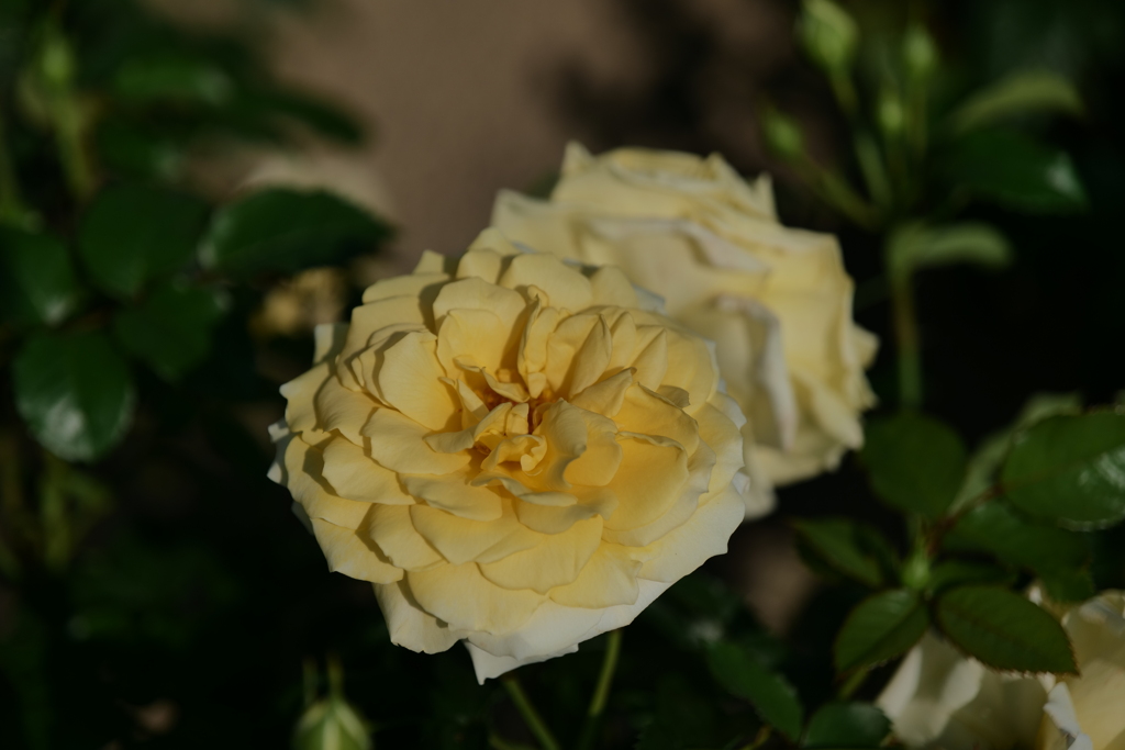 P1000446