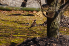 鳥さん