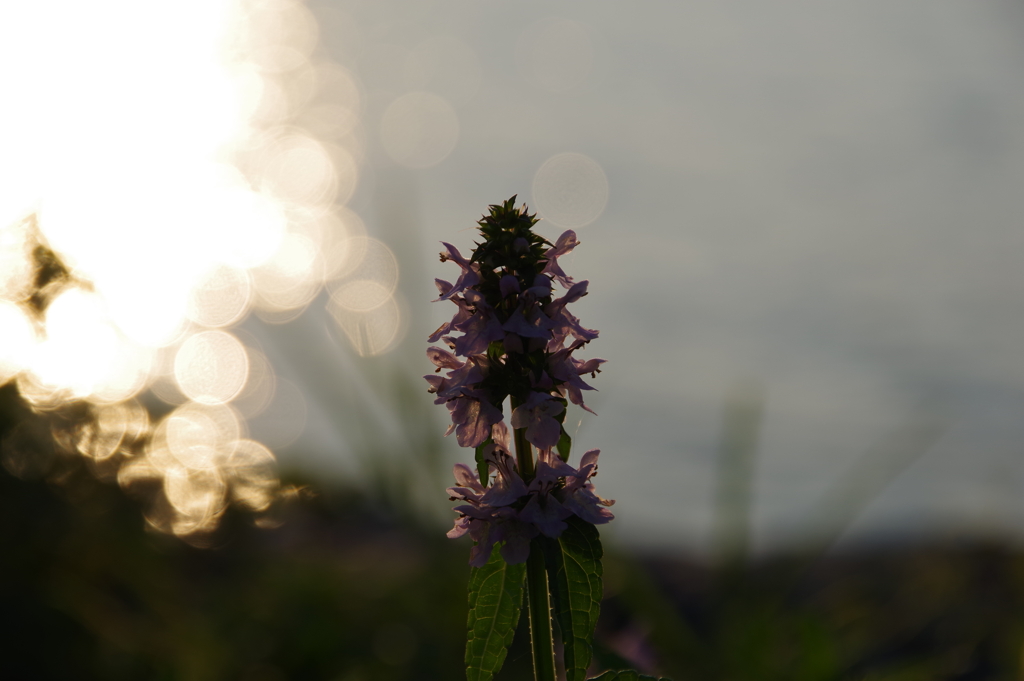 何の花だろう