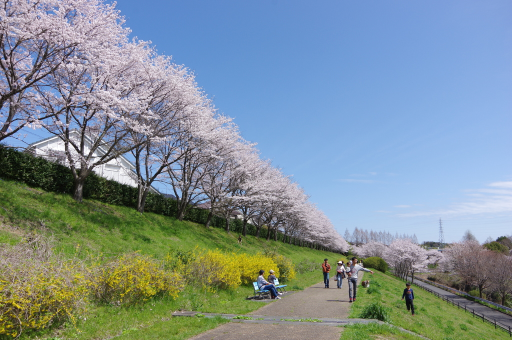 近所の桜