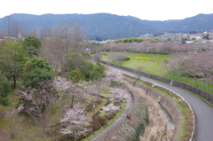 桜撮り