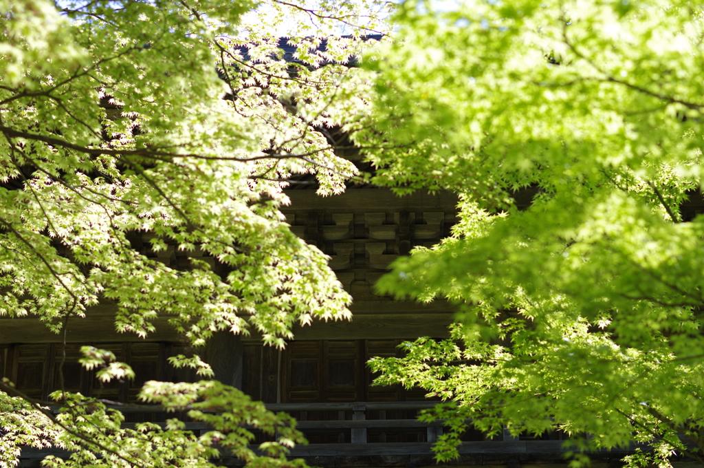 永源寺　山門