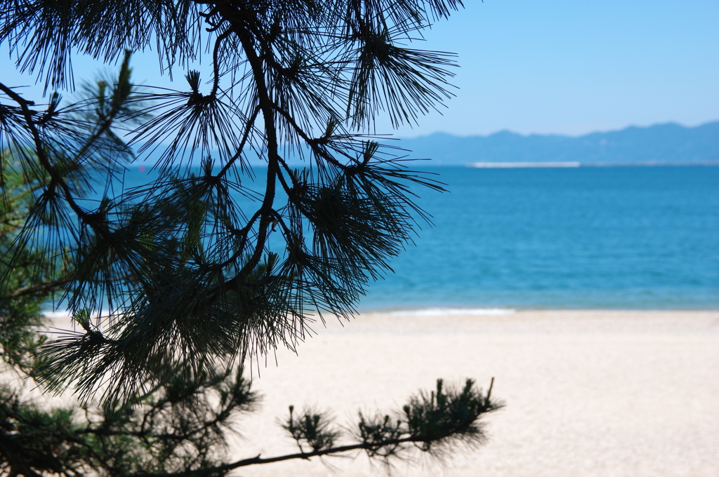 初夏の気比の松原