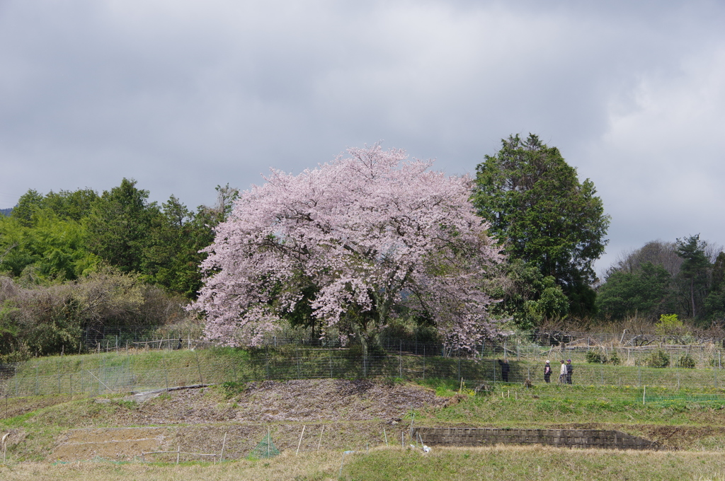 一本桜