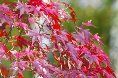 紅葉