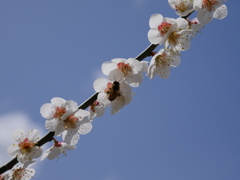 梅と蜜蜂