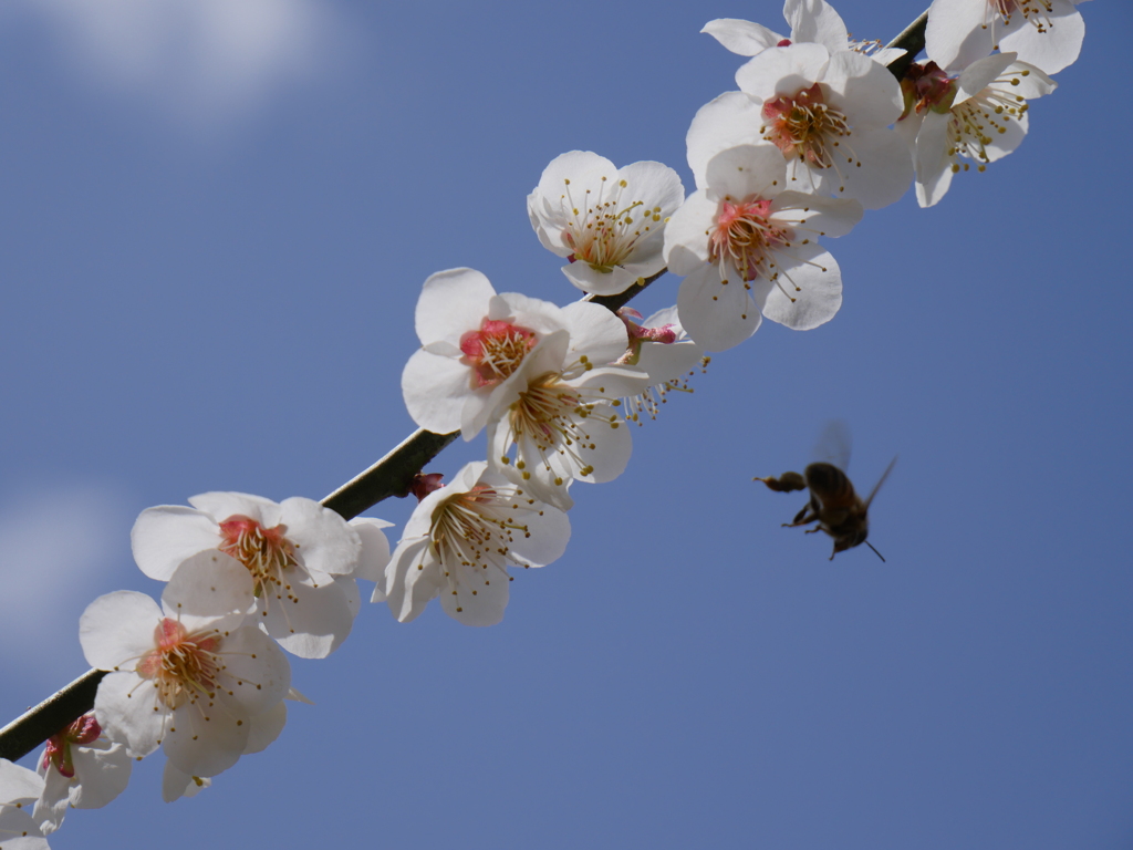 蜜蜂