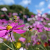 コスモス天気日和