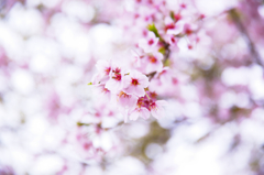 sakura
