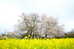 狩宿の下馬桜