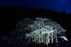 根尾谷淡墨桜