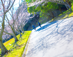 サクラサイクリング