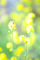 春の蜜あつめ