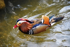 神戸　花鳥園