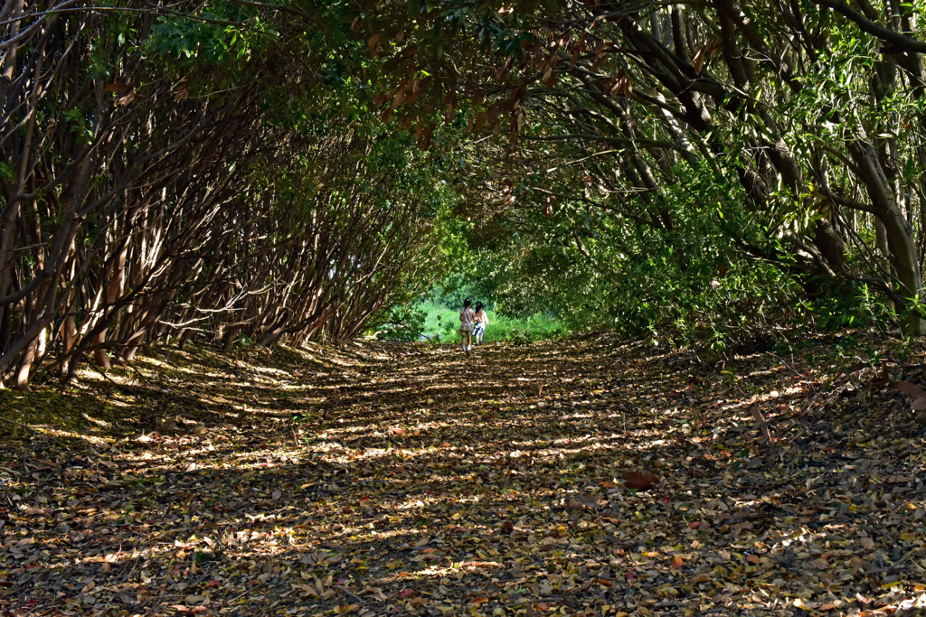 木のトンネル