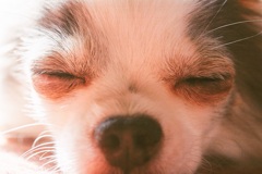 愛犬もも