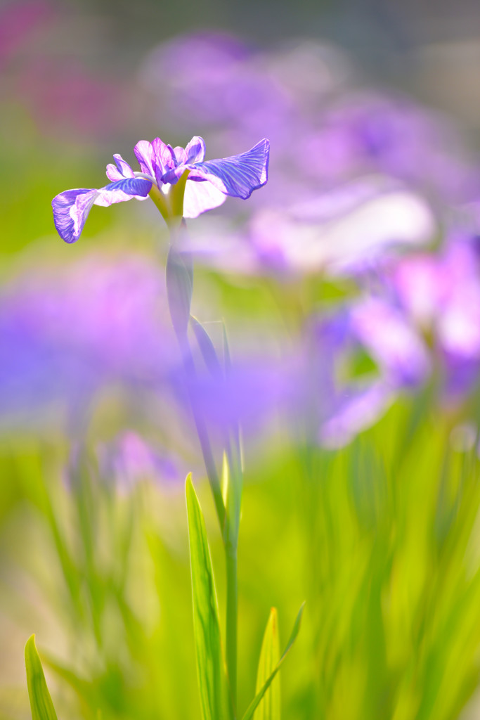 花菖蒲4