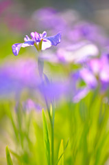 花菖蒲4