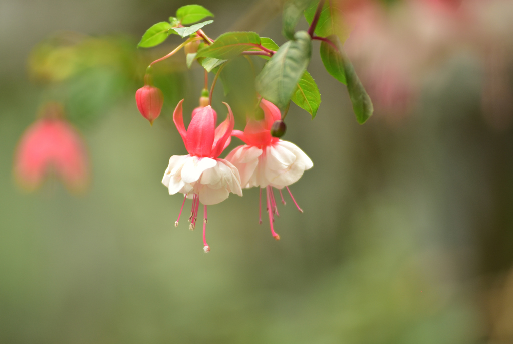 春花36