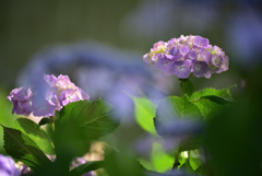 梅雨の花2