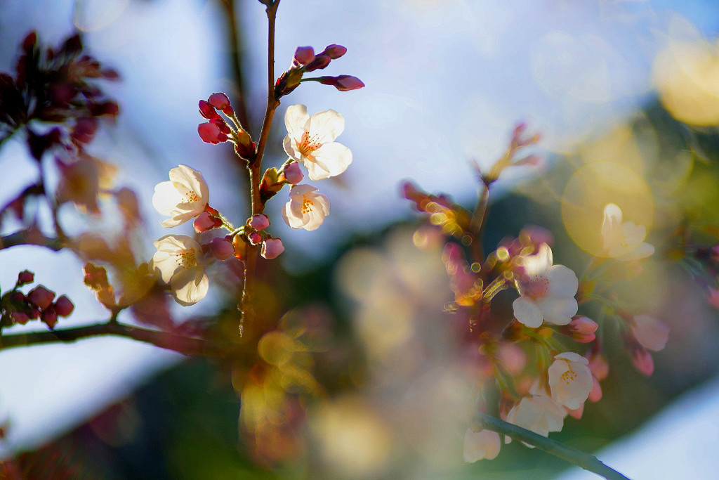 桜前線通過中2