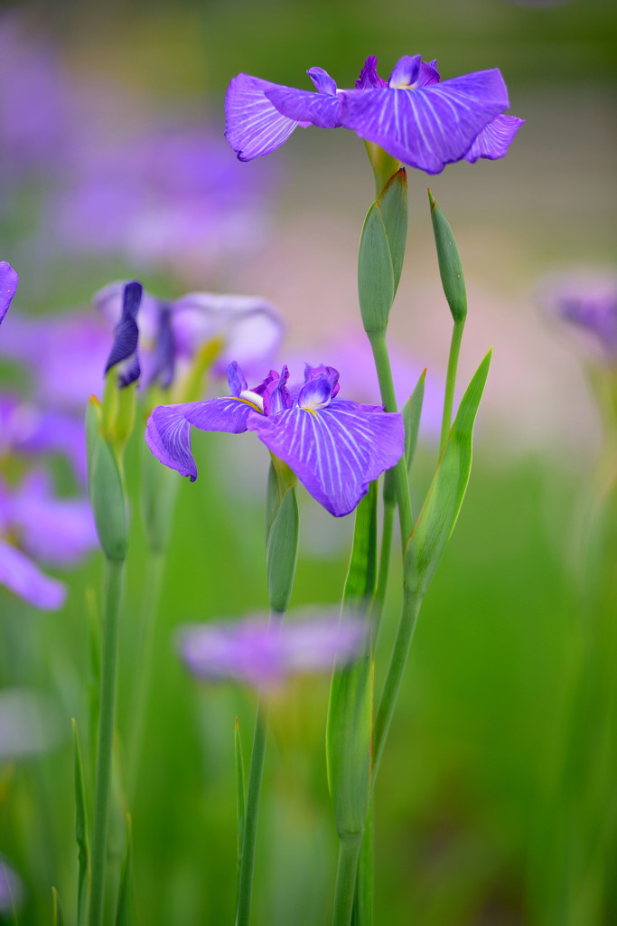 花菖蒲2