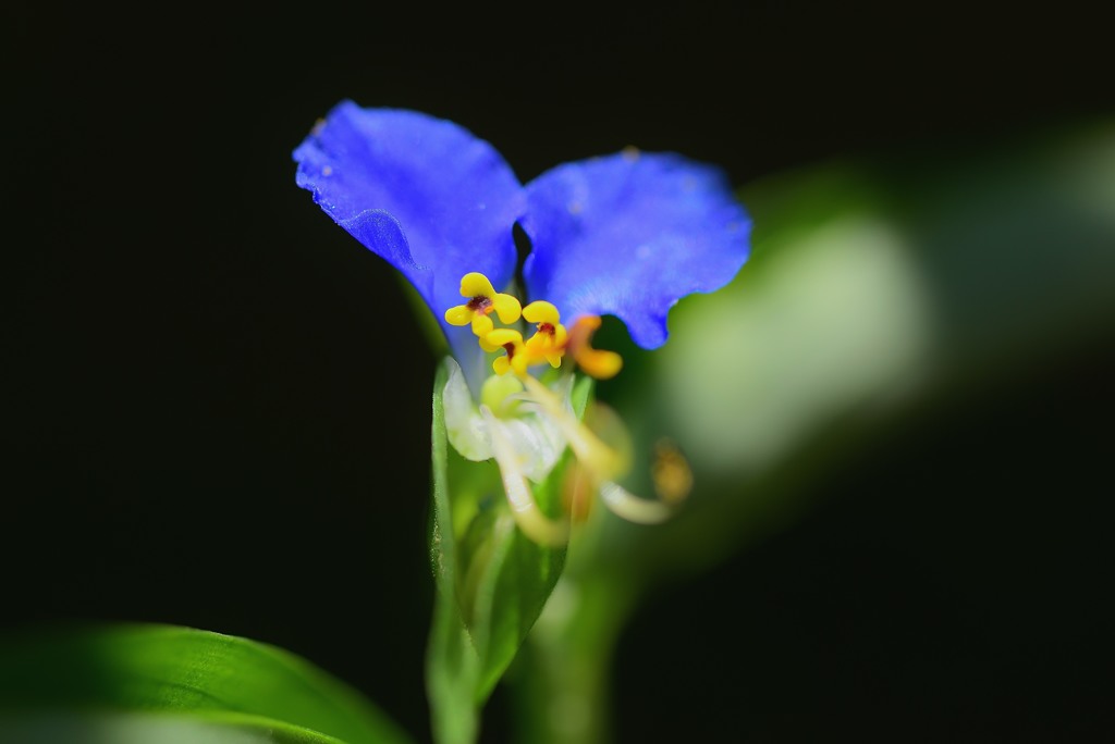 露草